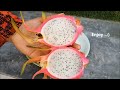 How To Grow Dragon Fruit | FULL INFORMATION