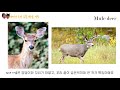 *록키 여행* 드라이브로 함께 해요🚘 세계에서 가장 아름답다는 바로 그 길, 아이스필드 Icefield Parkway | 재스퍼~밴프 가는 길에 만난 로키의 동물들