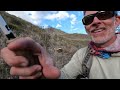 One of the most productive streams I have ever fly fished - An endless supply of trout!