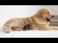 Golden Retriever is Baby Kitten First Best Friend