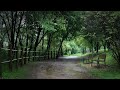 Rain Sounds on a Trail Made in the Forest - Natural White Noise for You Can't Sleep, Relaxation