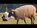 Sheep and Poultry sharing Pasture