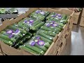 How American Farmers Use Agricultural Technology to Grow and Harvest Cucumbers.#23