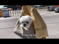 [ENG SUB] Maltese at Beach, Sprinkled with some Sand 🏖