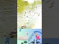 Day out with ducks 🦆#duck #swimming #party #dance #viral #trending #trend #viralvideo #shortsvideo.