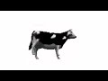 Polish Cow Song