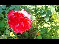 31 августа 2024 г. #розы #лето 2024 #roses #summertime