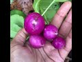 Ep. 9–What’s Growing On?—Today’s Rainy Day Garden Walkthrough & HUGE harvest! 🌧️😁👩🏾‍🌾🤗🙏🏾