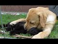 DOG EATS CAT 😱😨😰 BONES CRACKING 😿😿😿