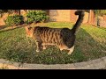 The beach cat doesn't want to eat dry cat food, but it meows with claims.