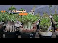 How to Make Adenium Roots Grow Compact Like Octopus Legs. Adenium Root Program. Desert Rose Bonsai.