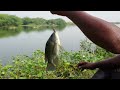 how to catch fish || very easy way to catch || village fishing.