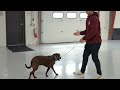 HOW TO FIX LEASH AGGRESSION IN 1 SESSION!