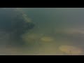 under water guppy