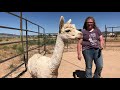 Alpaca Training - Not What It's Cracked Up To Be!