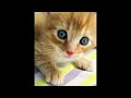 cute kitten meowing sound || Catsworldshabeenkhan