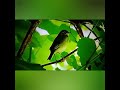 Beautiful #Nature_video🌲||  #Birds_Sound 🐦 || @FantasticContent-AmazingFood