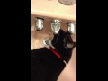 Jason the Cat Drinking from Sink