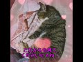 残された猫はどうしてる？What about the cats left behind？남겨진 고양이는 다음과 같습니다