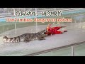 汉语学习 | Pattaya crocodile farm  | Roughly edited travel vlog, almost raw