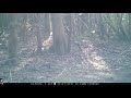 Easter Bunny Trail Cam