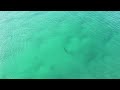 Bronze Whaler SHARK at Tallow Beach (Byron Bay)