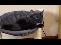 Amazon Cat Hammock with scratching posts