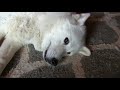 Siberian Husky Loves to be Vacuumed!!