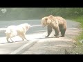 💕 Hero Animals That Saved Human Lives | Best moment of 2024! | Kingdom of Discovery