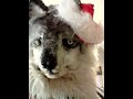 Edwolf sings another Christmas medley