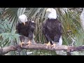Eagles @ Brevard Zoo