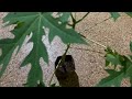 Growing tips for papaya plant