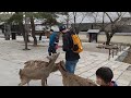 Japanese bowing deer in Nara beg for snacks