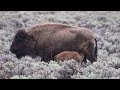 Yellowstone Bison Calves