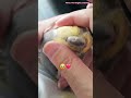 Monty The Naughty Cockatiel's weekly moments. ❤️❤️part 63❤️❤️ #viral #monty