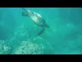 Copy of Snorkeling with a Sea Turtle