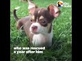 Tiniest Puppy Loves To Race Around On His Wheels | The Dodo Little But Fierce