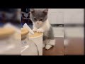 Cute moments of little kittens