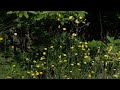 4 hours. Yellow flowers and real forest sounds for relaxing time