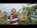 বাংলার সেরা সবজি বাগান /Vegetable garden overview in Kolkata/