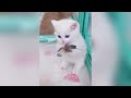 When cat becomes a comedian 😂 New funny animals 2024 😅