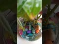 Scindapsus Pictus/Satin pothos/Silver pothos plant ki full details video#indoorplants #☘️🌿