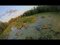 Sunset marsh FPV