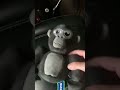 I love my gorilla tag plushy #gorillatagplush