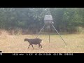 Deer Feeder Cam: Browning Spec Ops Edge Trail Camera May 29-31, 2024