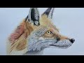 Beautiful Color Pencil Drawing of a Fox|How to Draw Fox#art #drawing #pencilcolorsdrawing #animals