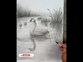 Pencil drawing of a beautiful cute duck swimming underwater.