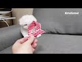 Playtime For Adorable Little Bichon Frise Puppy