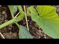 Pruning a young pumpkin plant and how I start to prune a double vine.