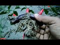 Simple method propagate chili tree with brinjal || how to grow chili tree at home